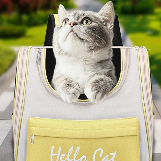 https://fulmo-img-server.com/pettokyarii/1755686157695_igqz6p2b_ibvq0mny.jpeg
