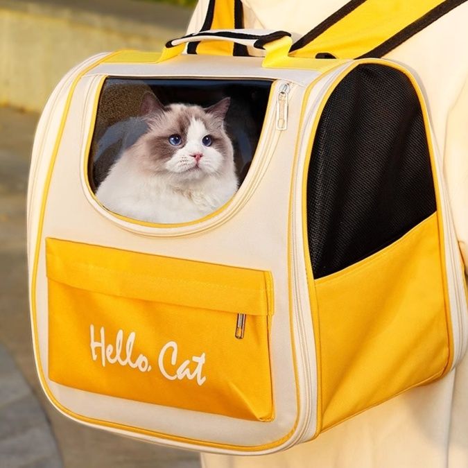 https://fulmo-img-server.com/pettokyarii/1755686320915_64p7kemh_1qf7hcw8.jpeg