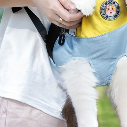 https://fulmo-img-server.com/pettokyarii/1757582089823_wefxt1ao_o3cwwqi0.jpeg