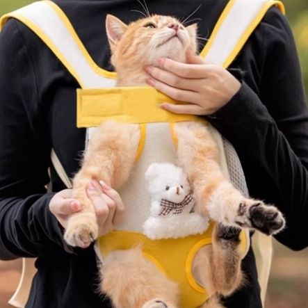 https://fulmo-img-server.com/pettokyarii/1757582275737_l6c7yrjv_9dhe0agf.jpeg