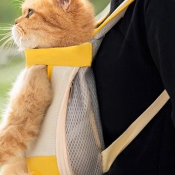 https://fulmo-img-server.com/pettokyarii/1757582301328_sllustho_mcdcwcr1.jpeg