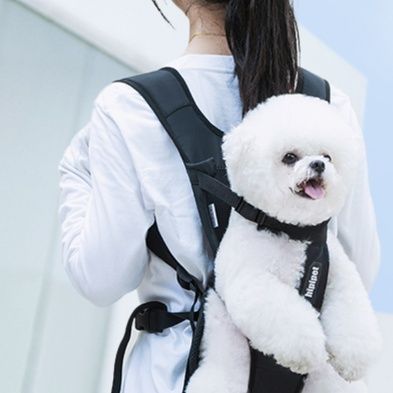 https://fulmo-img-server.com/pettokyarii/1757739873420_8uaw7po2_lisxtip8.jpeg