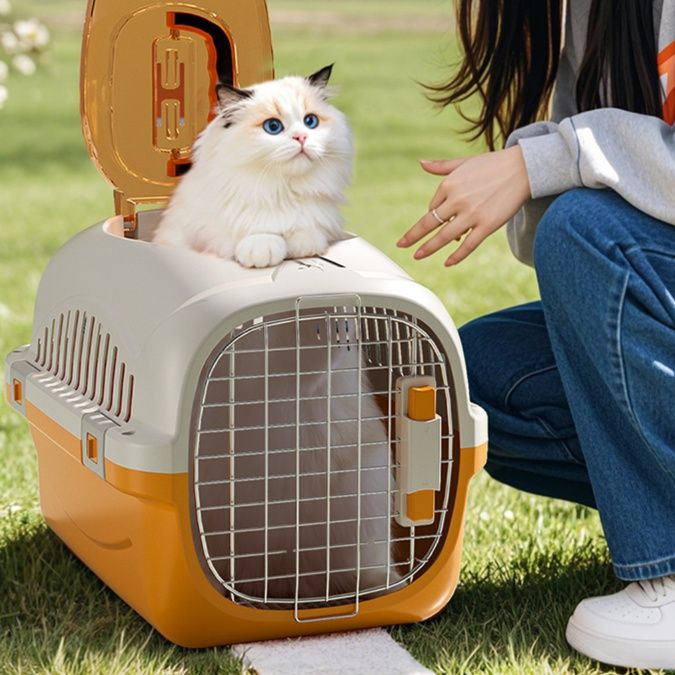 https://fulmo-img-server.com/pettokyarii/1757741183714_r0mmvcwv_kxe9d393.jpeg