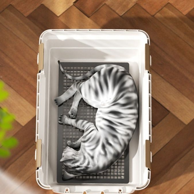 https://fulmo-img-server.com/pettokyarii/1757741341114_jw8wkbfg_ufvfdn9e.jpeg