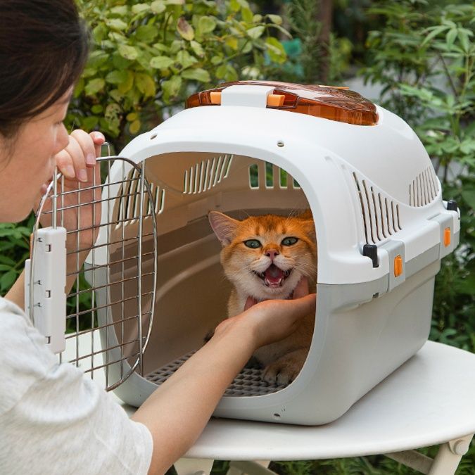 https://fulmo-img-server.com/pettokyarii/1757741480589_ol47hqtl_kveb8ntc.jpeg