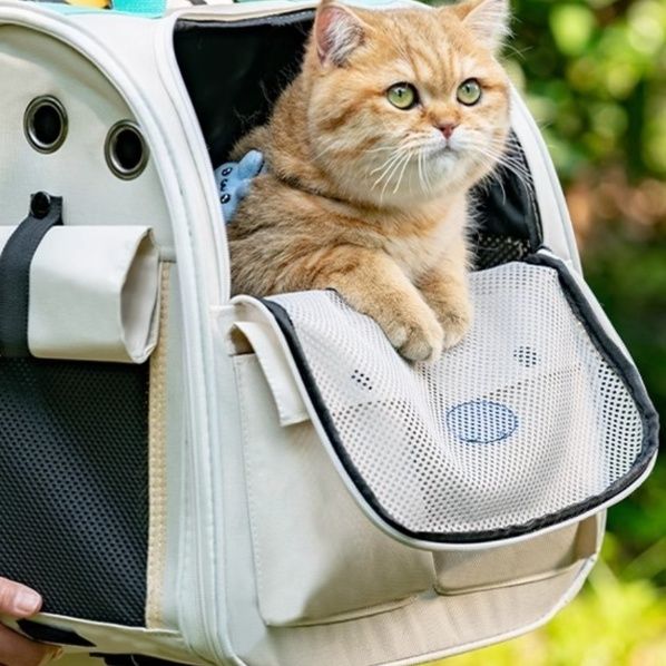 https://fulmo-img-server.com/pettokyarii/1757744408068_ylaaivqg_oloif8qw.jpeg