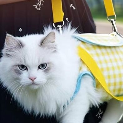 https://fulmo-img-server.com/pettokyarii/1757744567514_ttbazbbl_fhc72bx6.jpeg
