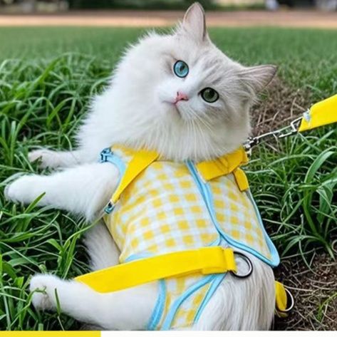 https://fulmo-img-server.com/pettokyarii/1757744578908_xwfp0x48_tj22qafl.jpeg