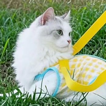 https://fulmo-img-server.com/pettokyarii/1757744600657_5d7oaqqo_7vf8iqvi.jpeg