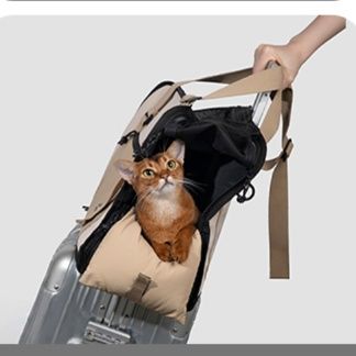 https://fulmo-img-server.com/pettokyarii/1757744929338_ngc1hzyl_0w1x1w35.jpeg