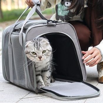 https://fulmo-img-server.com/pettokyarii/1761041625831_t9wpf83s_y5ckcxki.jpeg