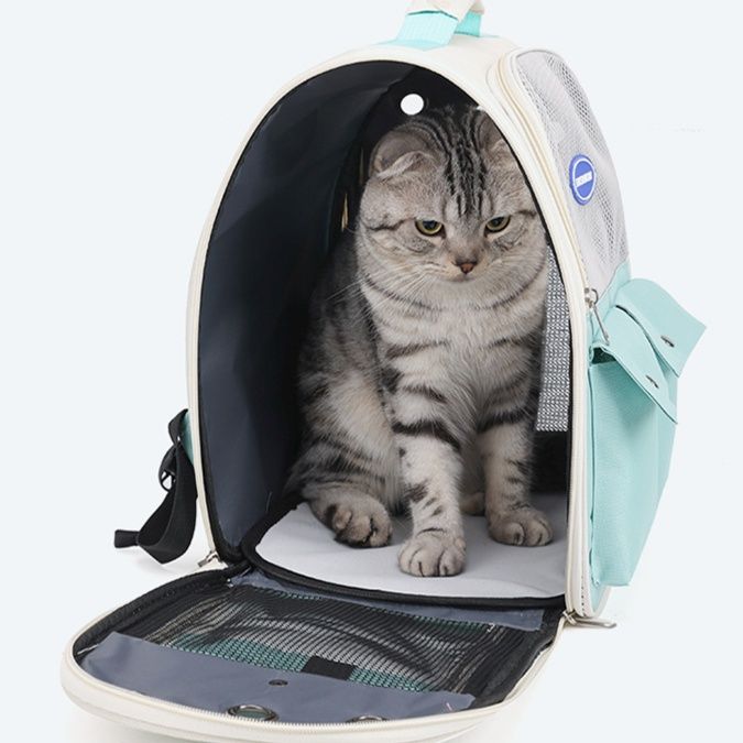 https://fulmo-img-server.com/pettokyarii/1761042907141_6hpv1xvn_o3jacmaj.jpeg