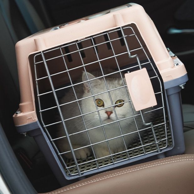 ペットキャリー猫持ち運び便利で通気性抜群