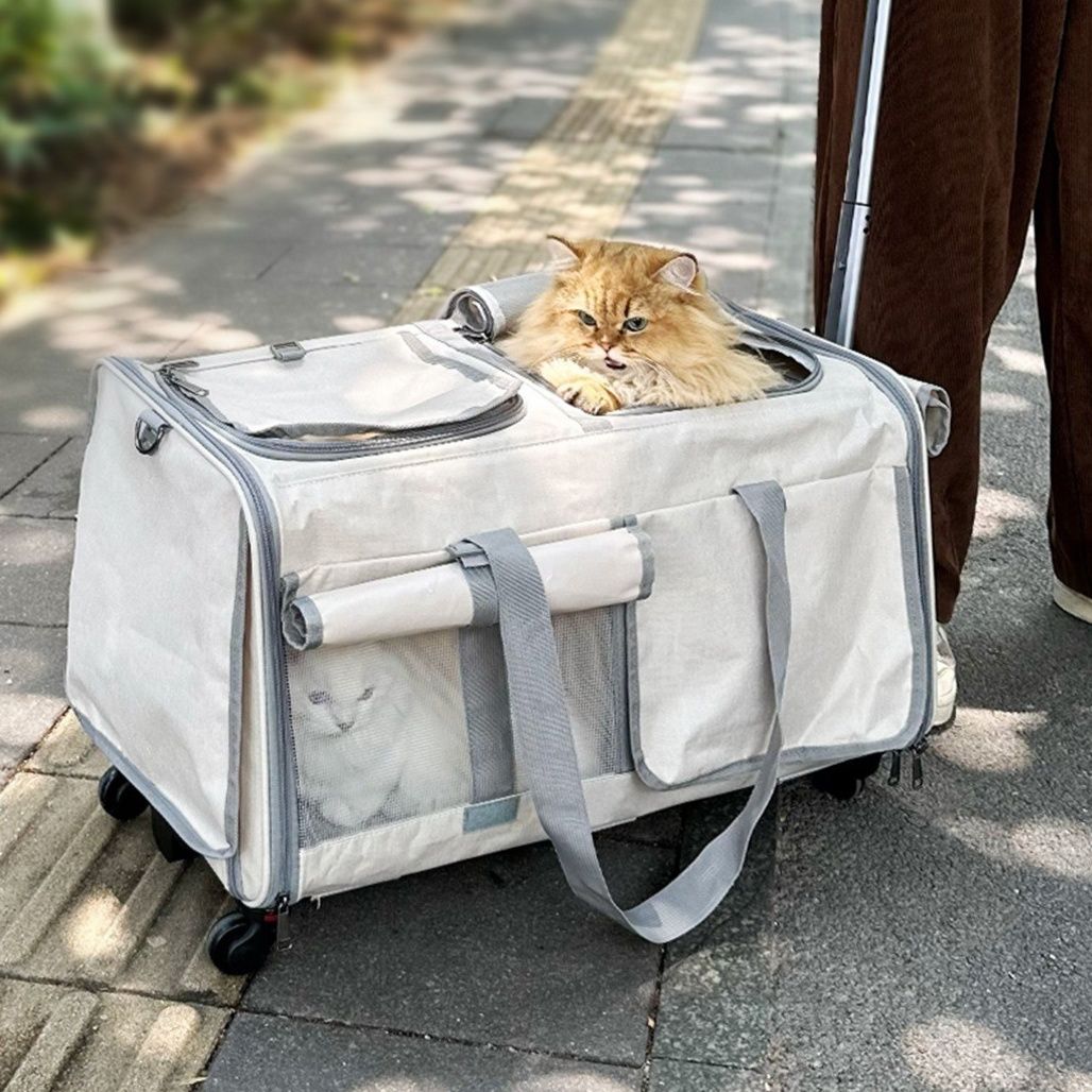 https://fulmo-img-server.com/pettokyarii/1778293841446_fzx9v2g6_1uhf86sh.jpeg