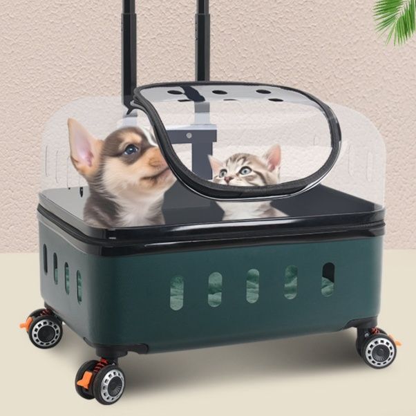 https://fulmo-img-server.com/pettokyarii/1778294793404_r6oz6n4s_f6soikhj.jpeg