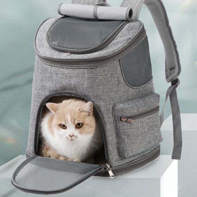https://fulmo-img-server.com/pettokyarii/1781313573755_c1k6uovp_3ugw7cvd.jpeg