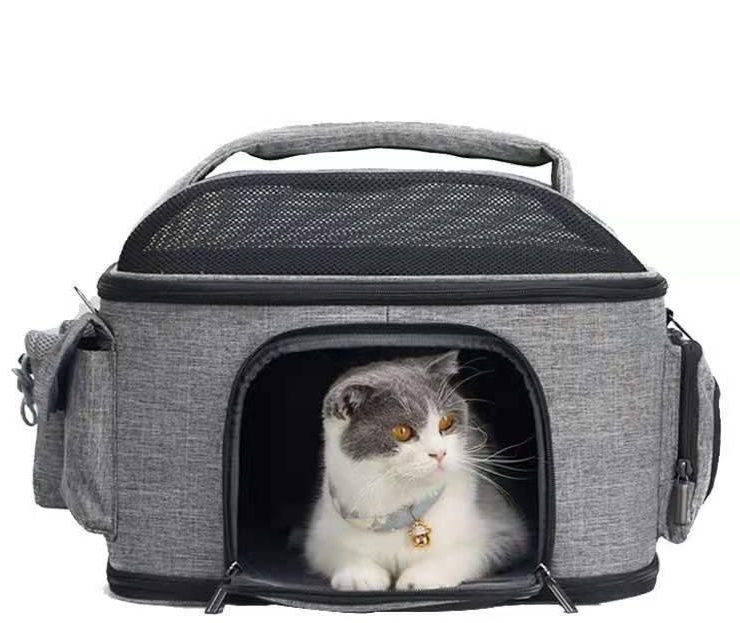 https://fulmo-img-server.com/pettokyarii/1781313725256_cayg8qcm_z00doucl.jpeg