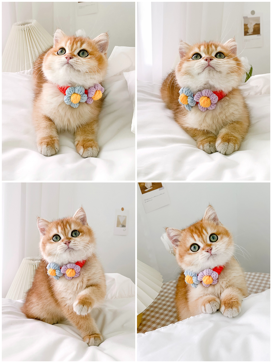 ペット用首輪 お花の贈り物 猫用首輪