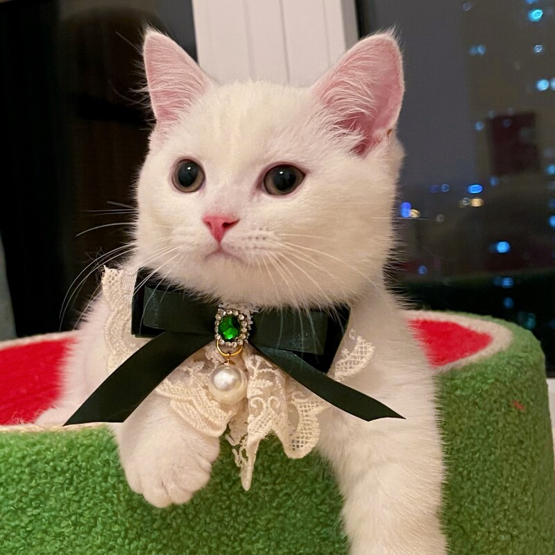 https://fulmo-img-server.com/poppuppy/03c99968-be29-4ca4-81a6-9885485aa41e.jpg