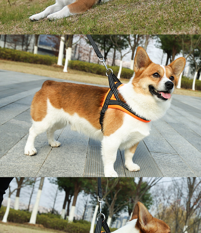 https://fulmo-img-server.com/poppuppy/079b41b0-3e3d-4390-aff4-5d17cfa0a176.jpg