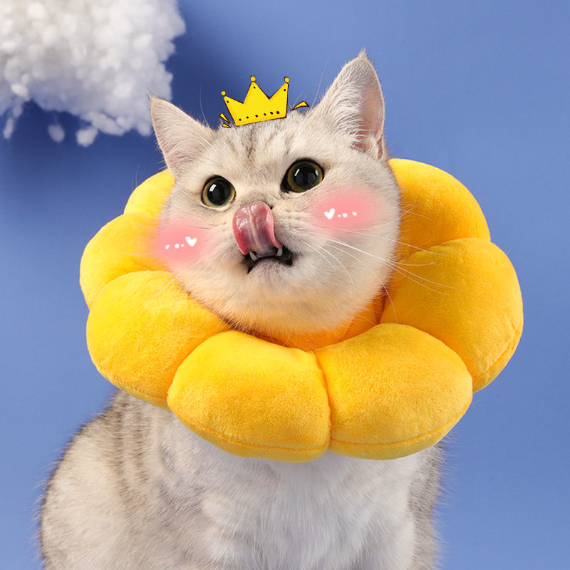 https://fulmo-img-server.com/poppuppy/080604d6-0026-4f1e-8fdd-b2d54d95371a.jpg