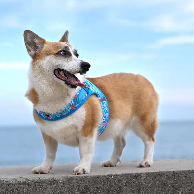 ハーネス