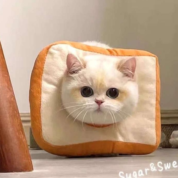 https://fulmo-img-server.com/poppuppy/1727943201378_ve32r1oq_cropped.jpg