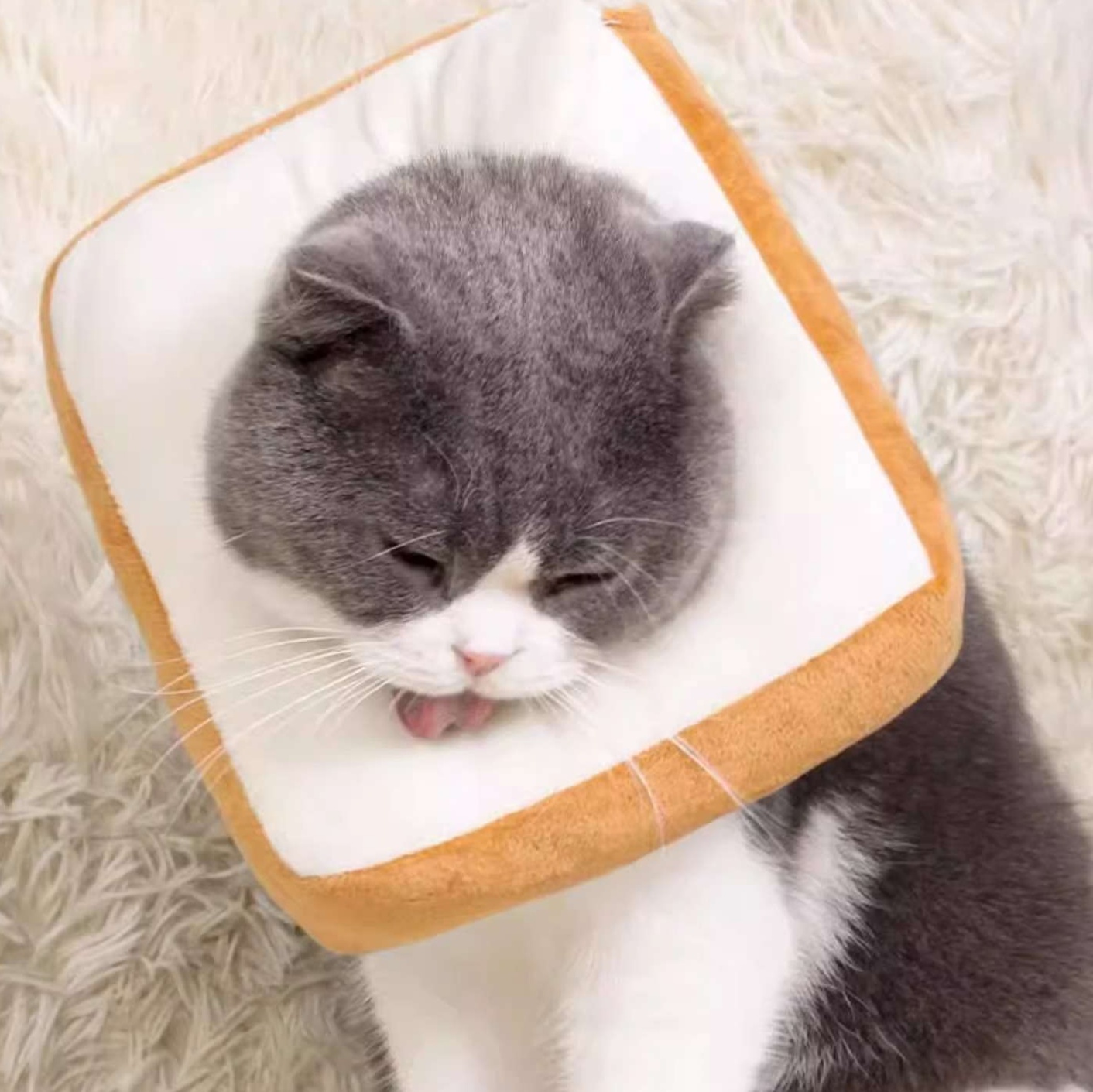 https://fulmo-img-server.com/poppuppy/1727943368644_bp4v8j5h_cropped.jpg