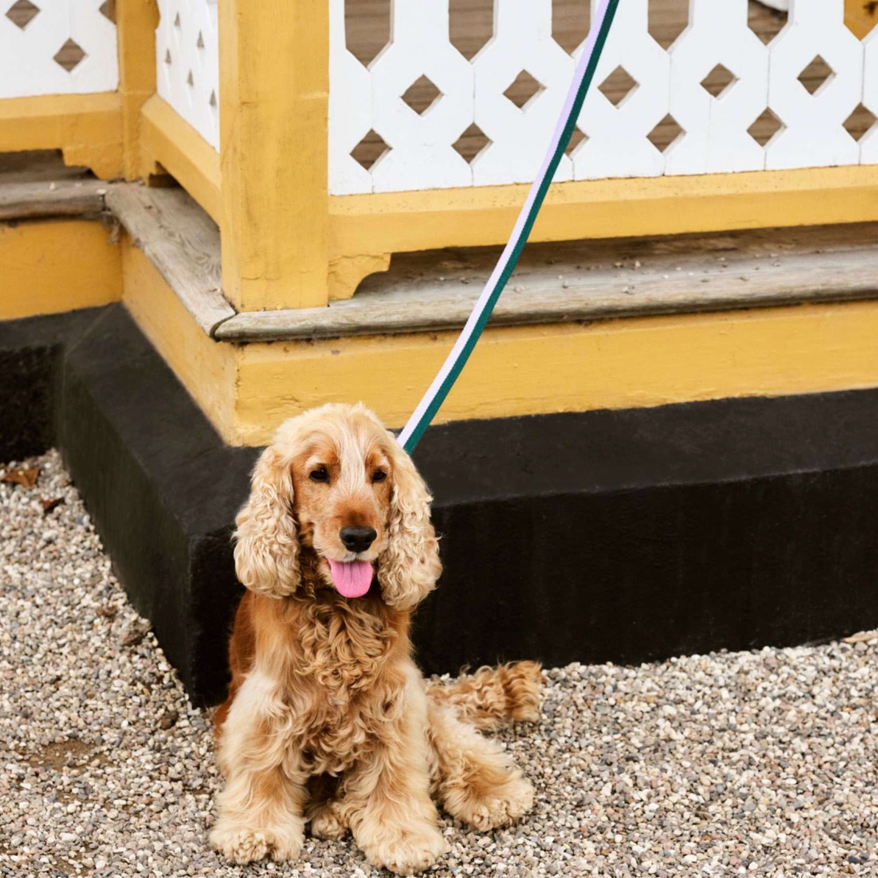 ペット用首輪 愛犬家の絆シリーズ