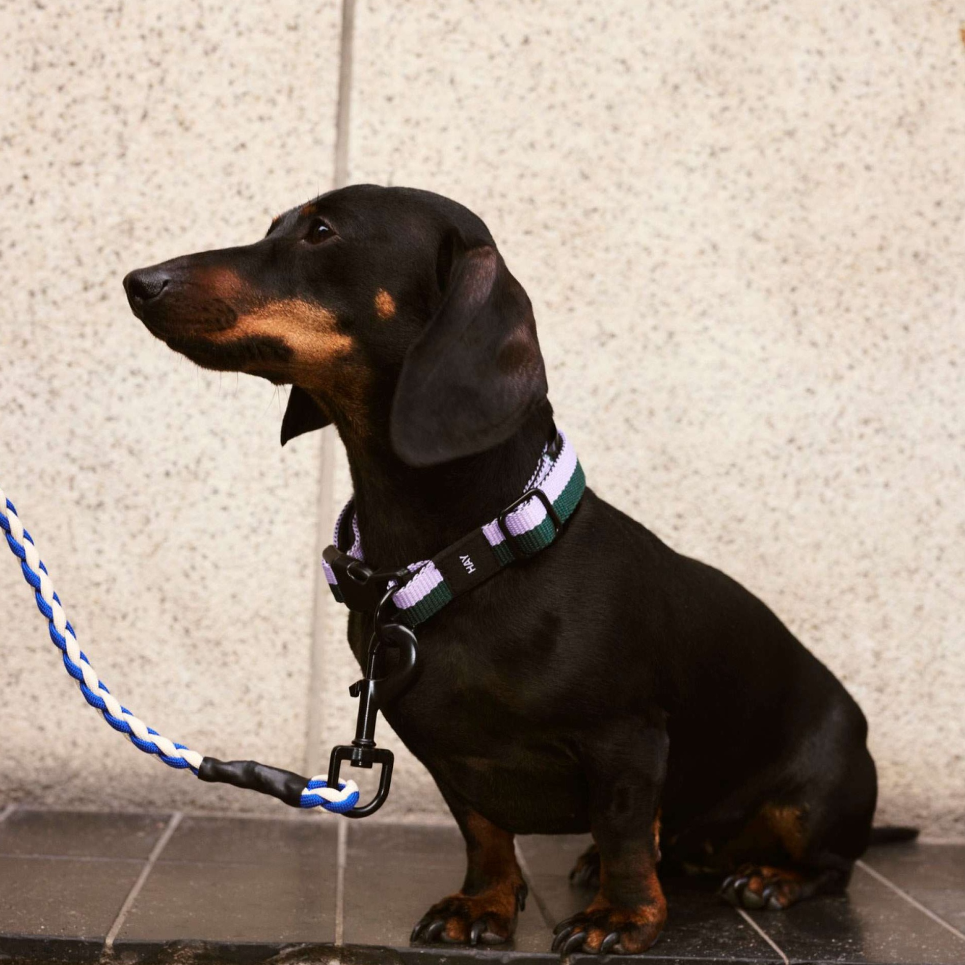 ペット用首輪 愛犬家の絆シリーズ