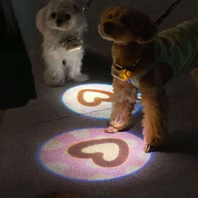 夜のお散歩が安全に！犬用ピカピカ光る首輪おすすめ5選