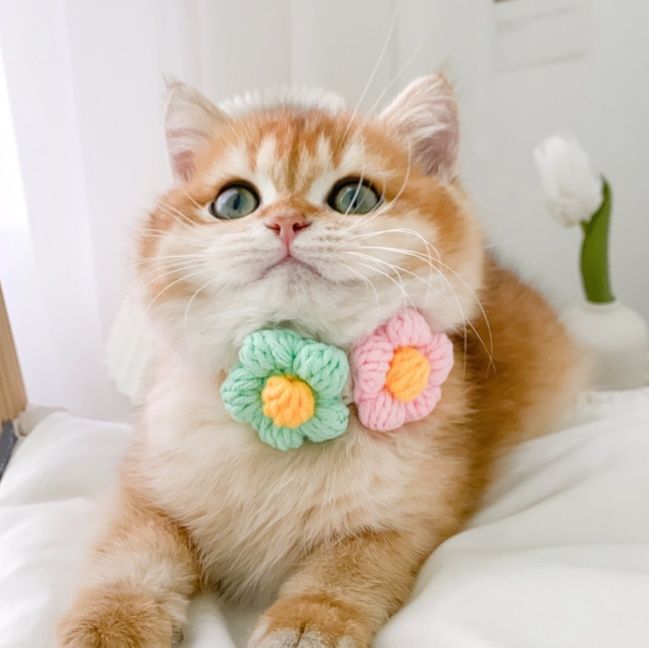 ペット用首輪 お花の贈り物 猫用首輪