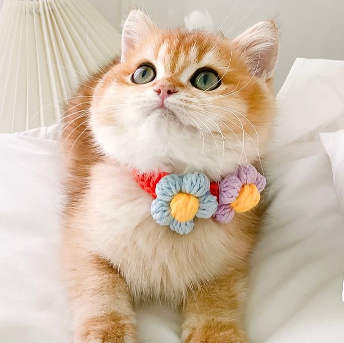 ペット用首輪 お花の贈り物 猫用首輪