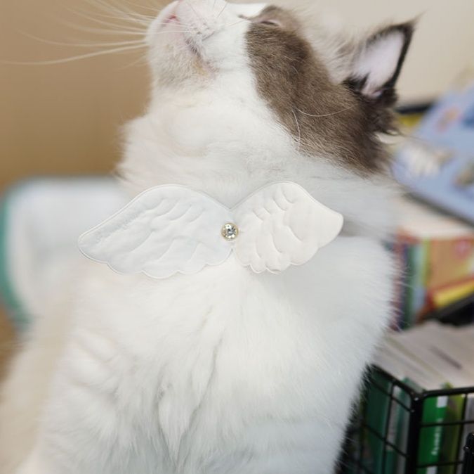 ペット用首輪 天使の翼 ねこ首輪