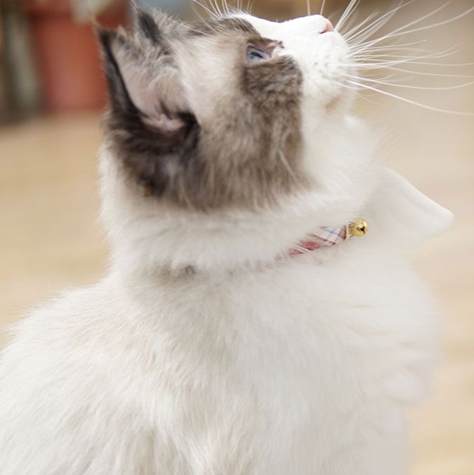 ペット用首輪 天使の翼 ねこ首輪