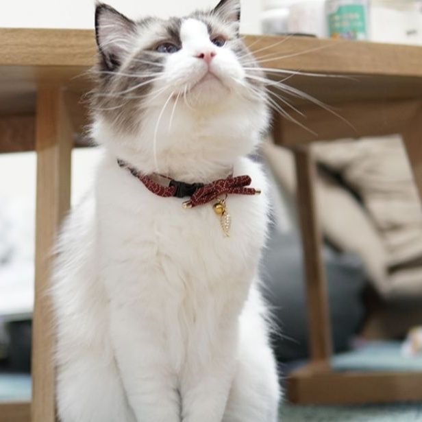 ペット用首輪 優雅なリボン飾り猫首輪