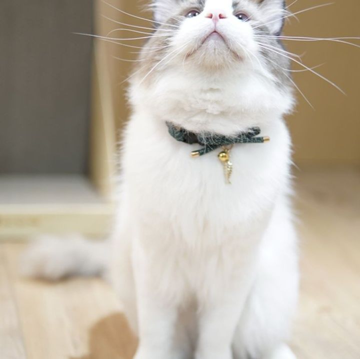 ペット用首輪 優雅なリボン飾り猫首輪