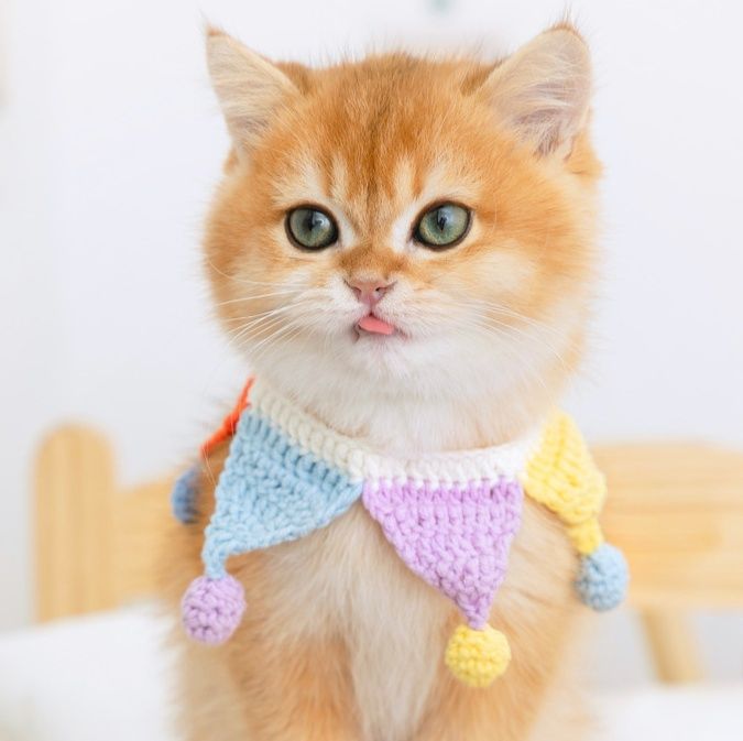 ペット用首輪 にゃんこのおめかし三角旗