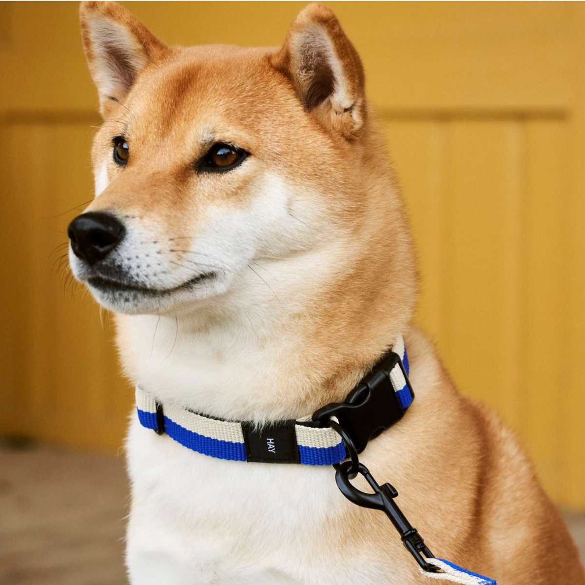 柴犬の魅力が際立つ！毎日のお散歩が楽しくなるおすすめ首輪5選