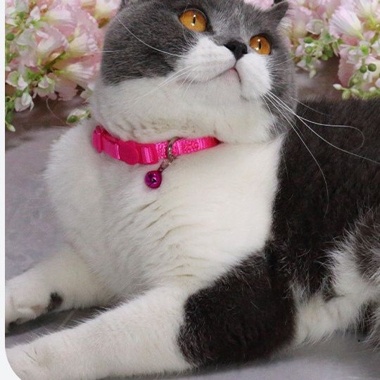 https://fulmo-img-server.com/poppuppy/1760681451069_1b3xoep6_me2jbrea.jpeg