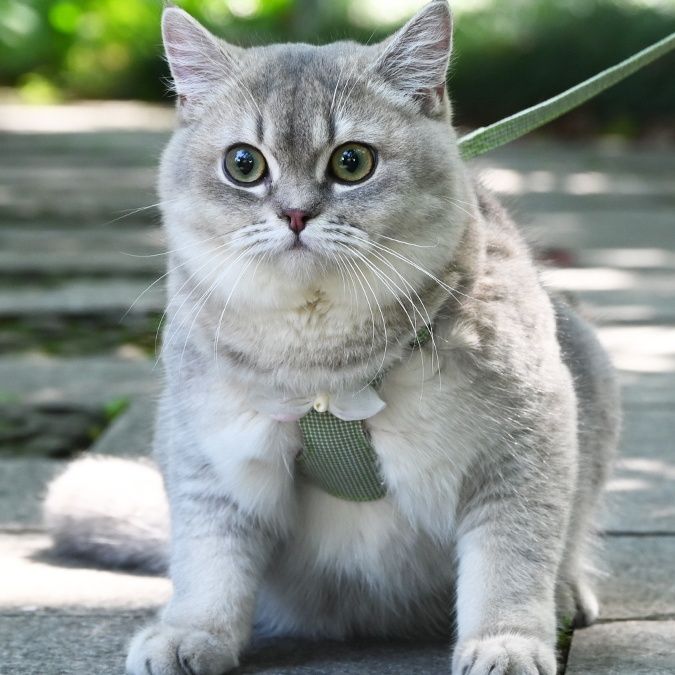 https://fulmo-img-server.com/poppuppy/1760925208894_kwy80d3i_u7e1uf12.jpeg