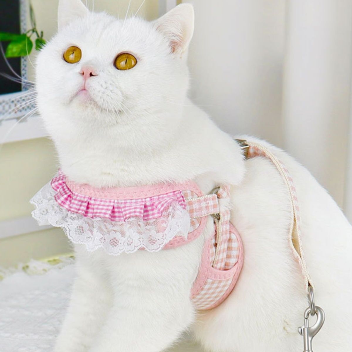https://fulmo-img-server.com/poppuppy/1760925595087_oiw3fram_i585qnen.jpeg