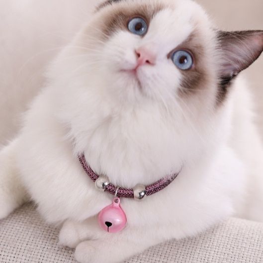 https://fulmo-img-server.com/poppuppy/1760935792066_0radkubc_095o1711.jpeg