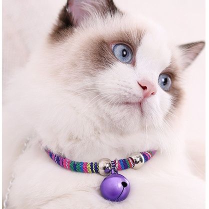 https://fulmo-img-server.com/poppuppy/1760935810683_xdx318y4_n9yu0juj.jpeg