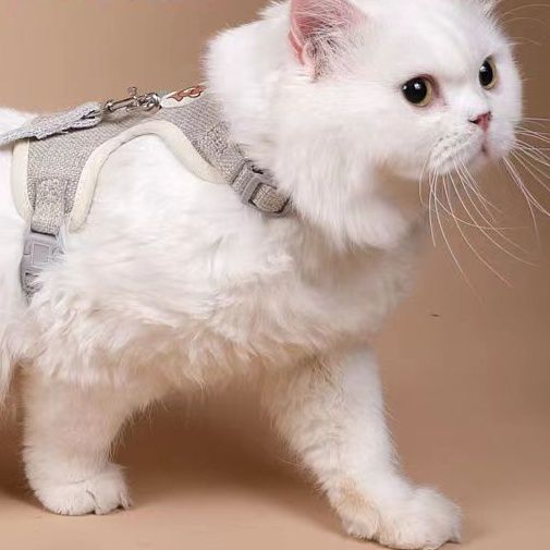 https://fulmo-img-server.com/poppuppy/1761010555020_md64058h_ol8f1nbu.jpeg