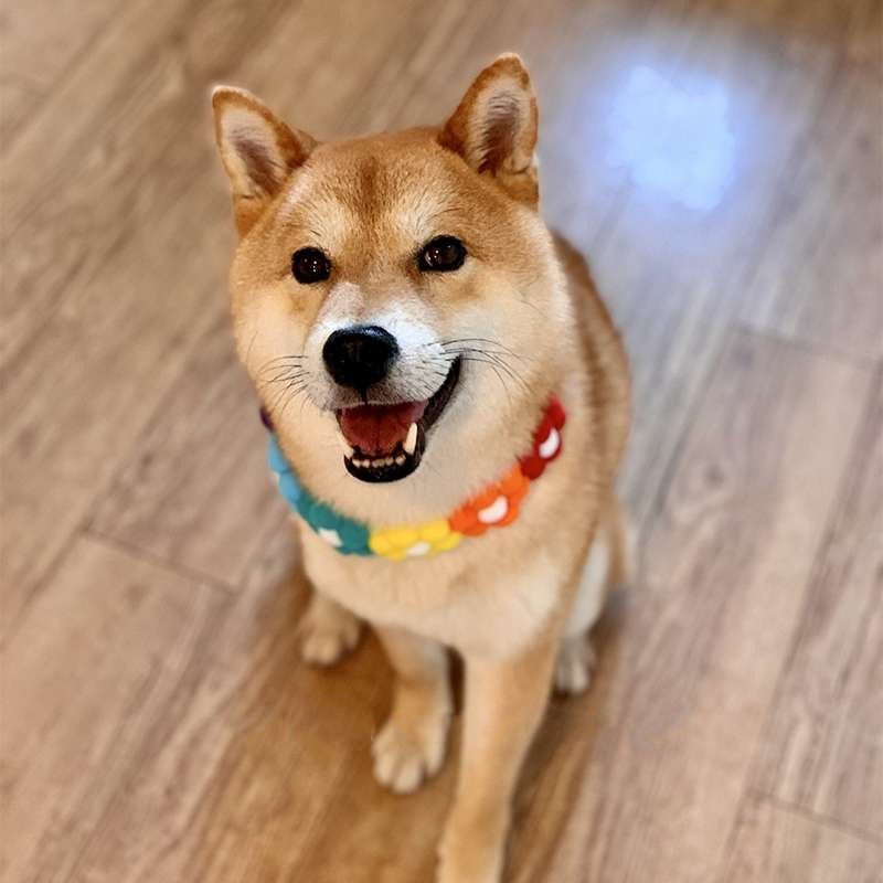 ペット用首輪 ふわもこお花の首輪