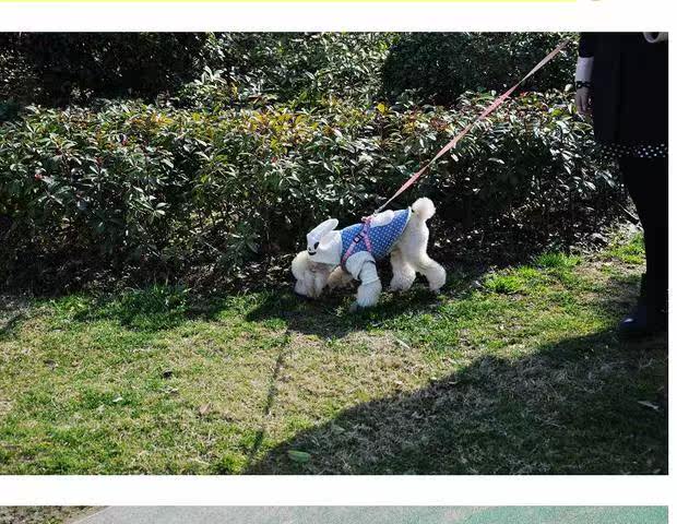 https://fulmo-img-server.com/poppuppy/17e8e7d7-3383-4434-abe5-187cdd759708.jpg