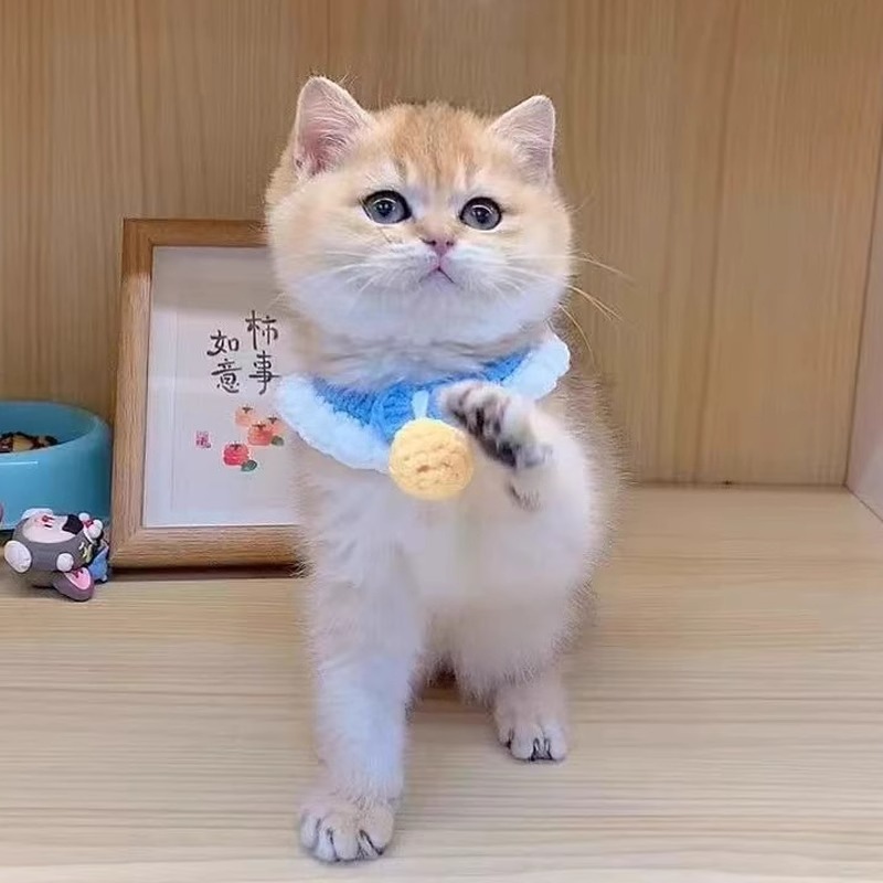 ペット用首輪 もこもこ鈴つき猫首輪