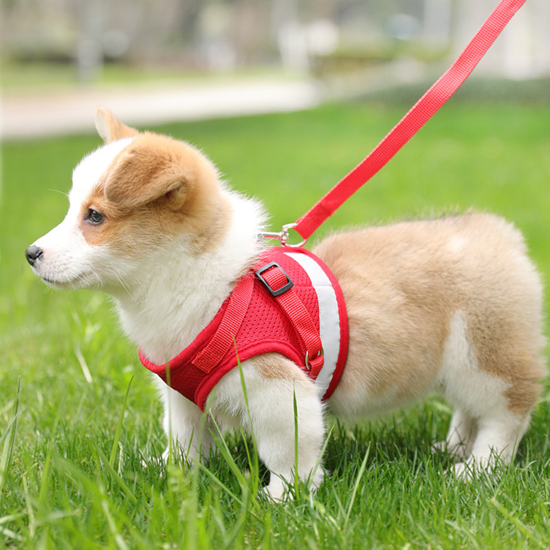 https://fulmo-img-server.com/poppuppy/2d0b70c8-a764-41e6-aa55-6b2303c68275.jpg