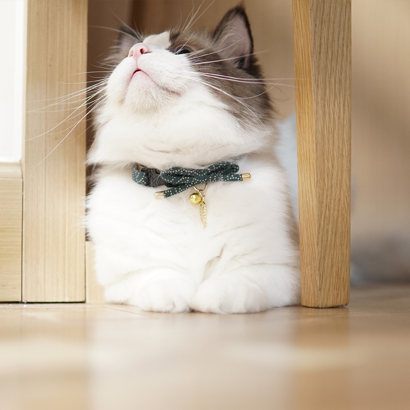 ペット用首輪 優雅なリボン飾り猫首輪